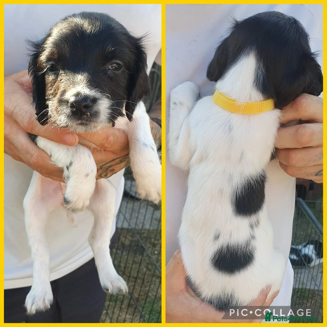 English Springer Spaniel dogs for sale: springer springer pups in Workington - Advert 2