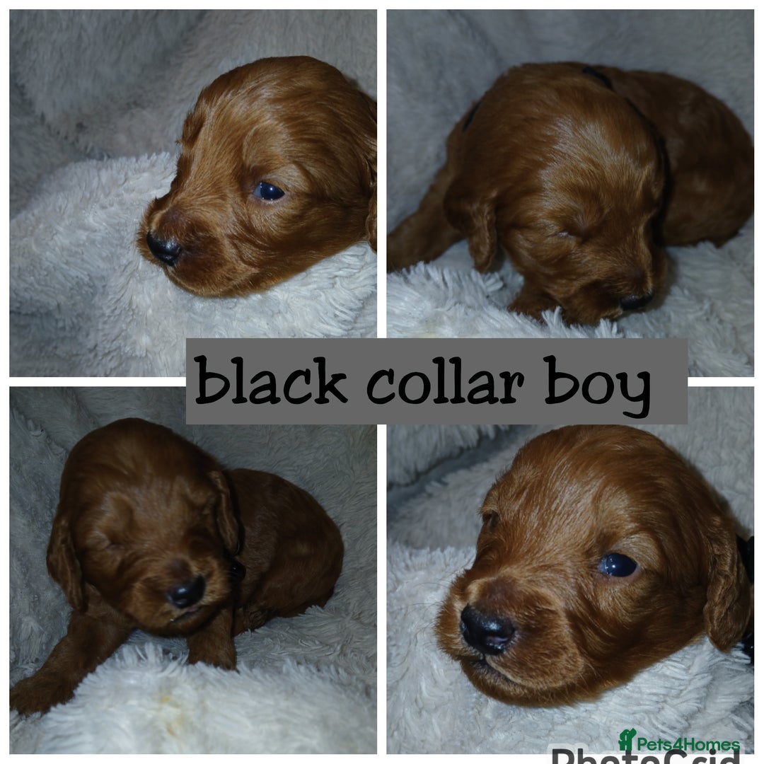 Cockapoo dogs for sale: Gorgeous F1b cockapoo puppies  - Advert 23