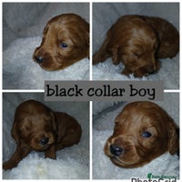 Cockapoo dogs - Advert 11