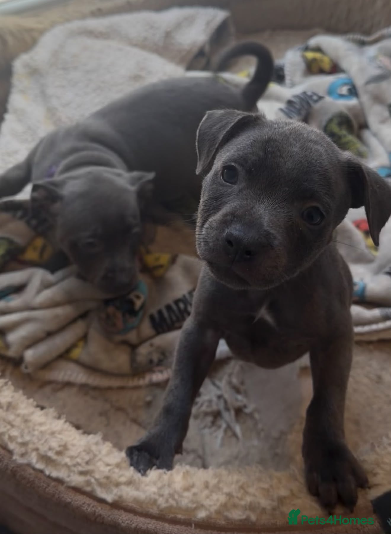 Staffordshire Bull Terrier dogs Blue staff puppies - Advert 2