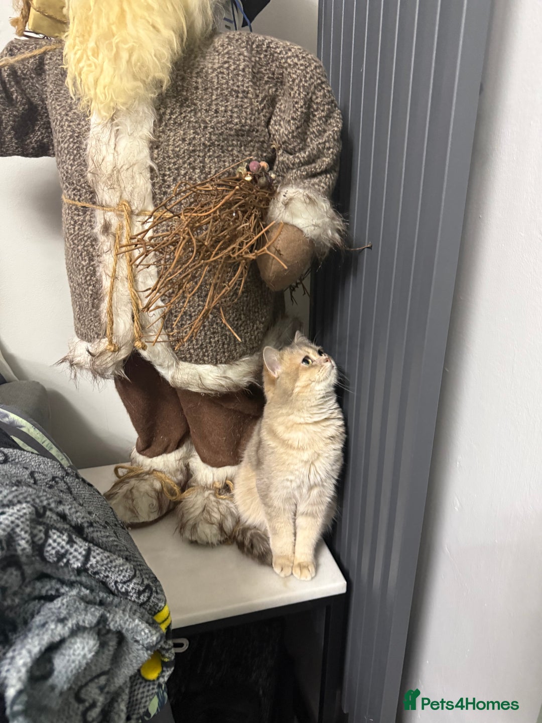 British Shorthair cats for sale: British shorthair blu golden ay 12 - Advert 5