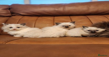 Ragdoll cats - Advert 5