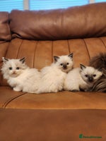 Ragdoll cats - Advert 5