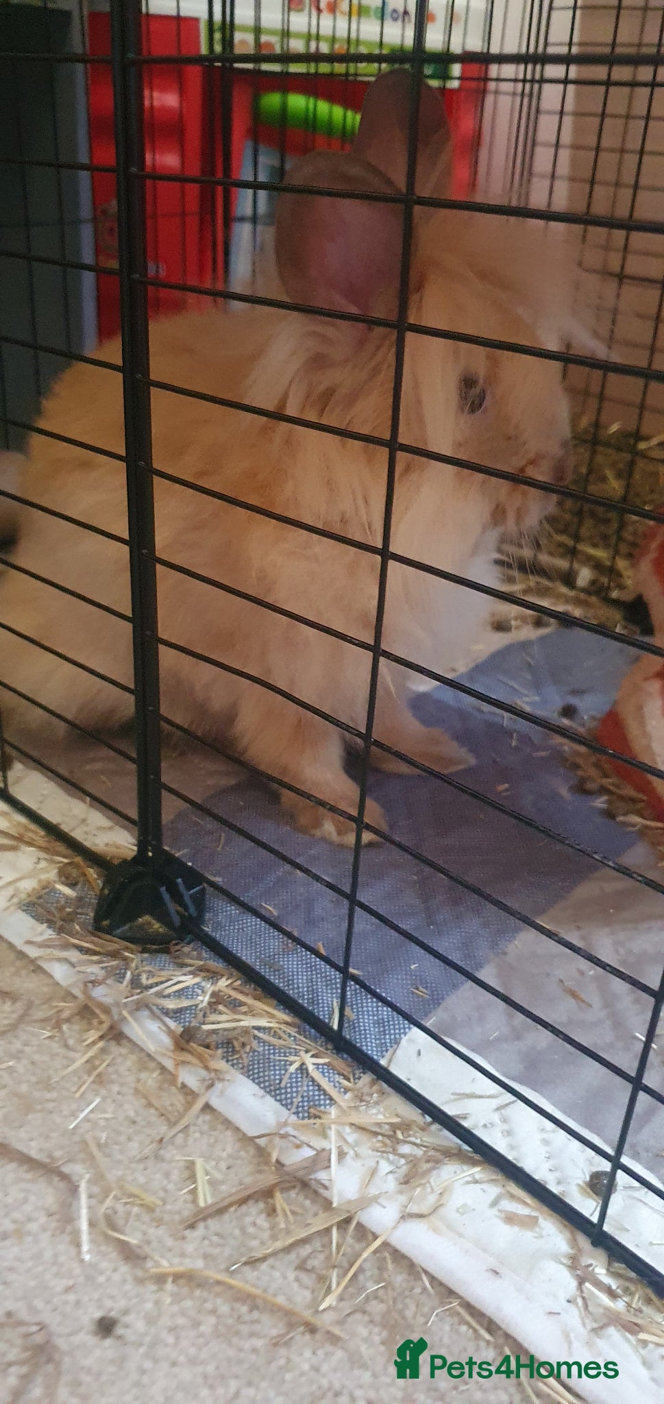 Lionhead rabbits for sale: Boy and girl lion head rabbits  - Advert 4