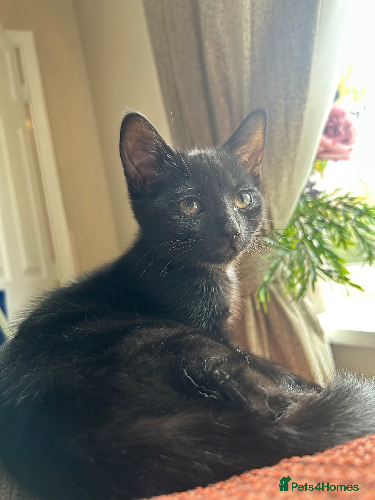 Mixed Breed cats Pretty black kitten for sale  - Advert 3