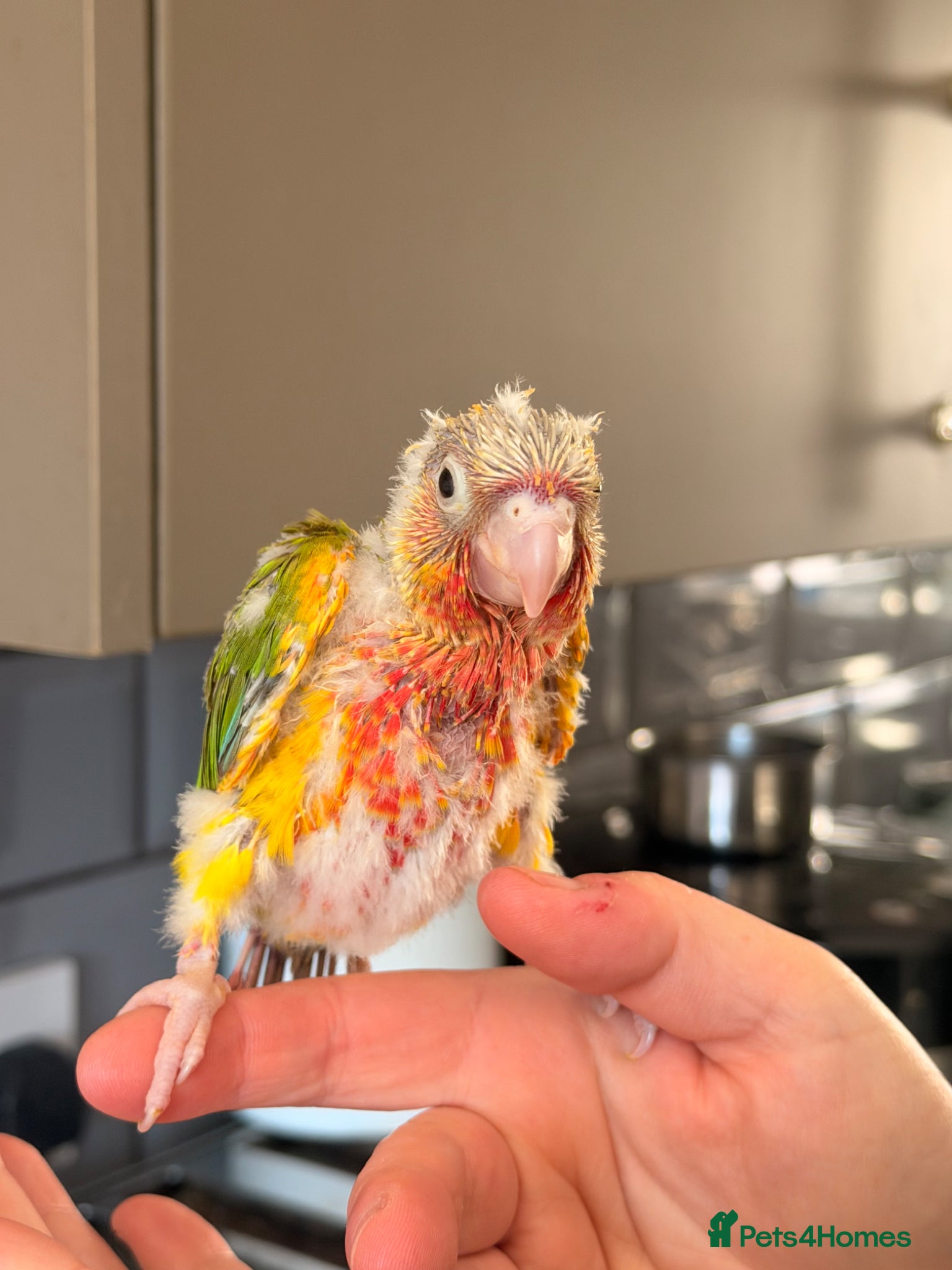 Conures birds Silly tame hand reared conour baby  - Advert 2