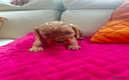 Cavapoo dogs for sale: Black and solid Red Cavapoo therapy pups for sale  - Image 12