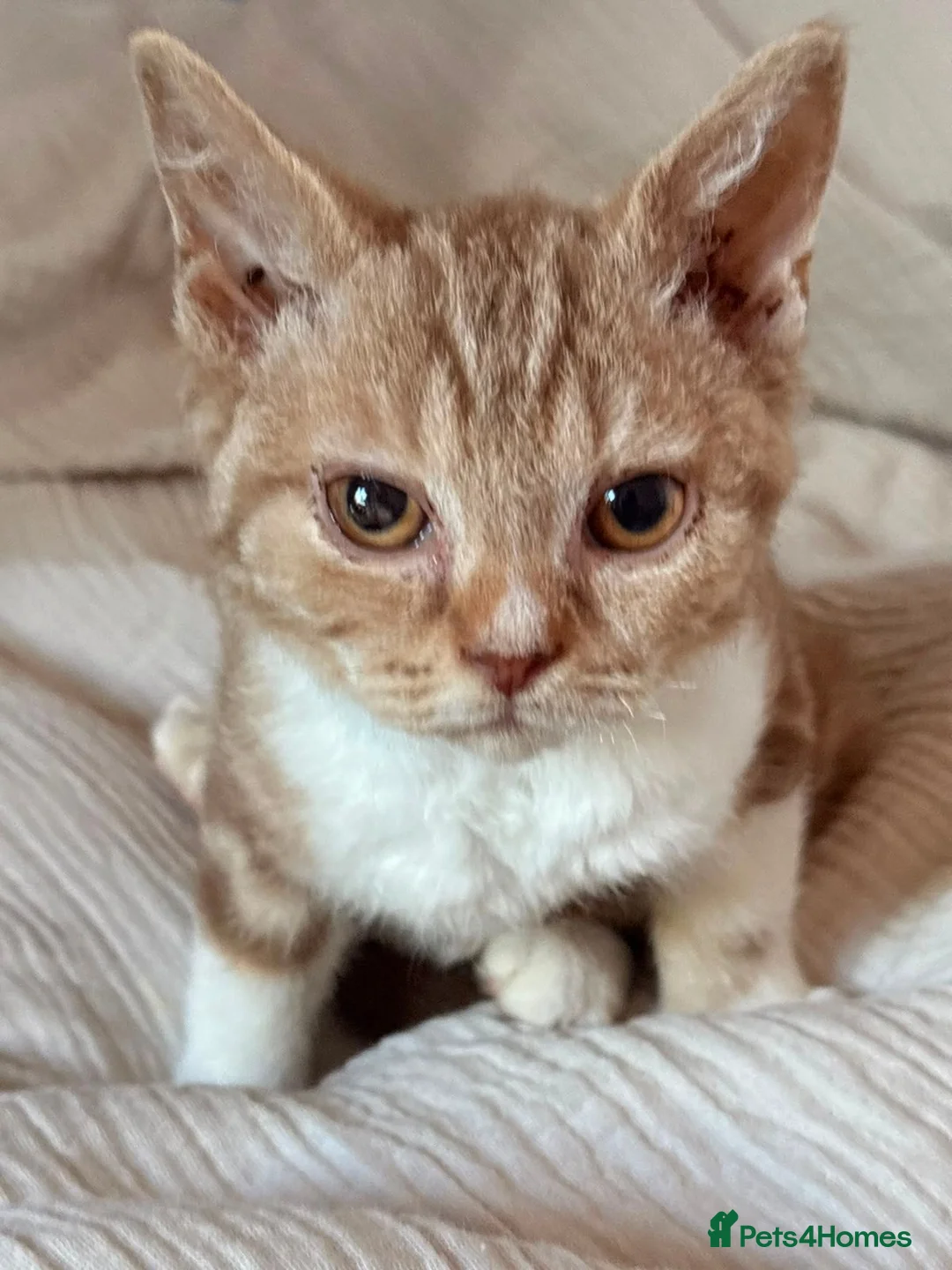 Selkirk Rex cats for sale: Selkirk Rex (shorthaired) girls and boy - Advert 2