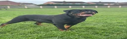 Rottweiler dogs for sale: Show Quality RKC Rottweiler Puppies in Manchester - Advert 12
