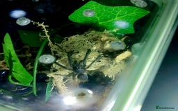 Spiders invertebrates for sale: Trantula collection crested geckos  - Image 31