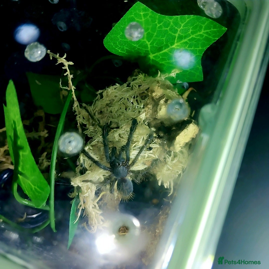 Spiders invertebrates for sale: Trantula collection crested geckos  - Image 31