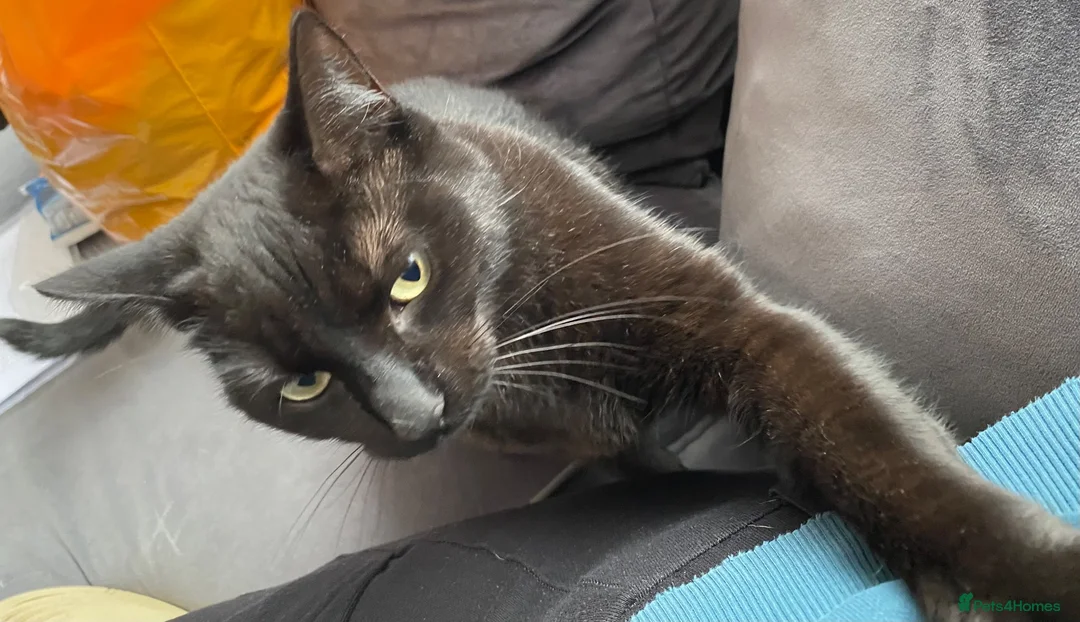 Mixed Breed cats for sale: Black cat Nala  - Advert 4