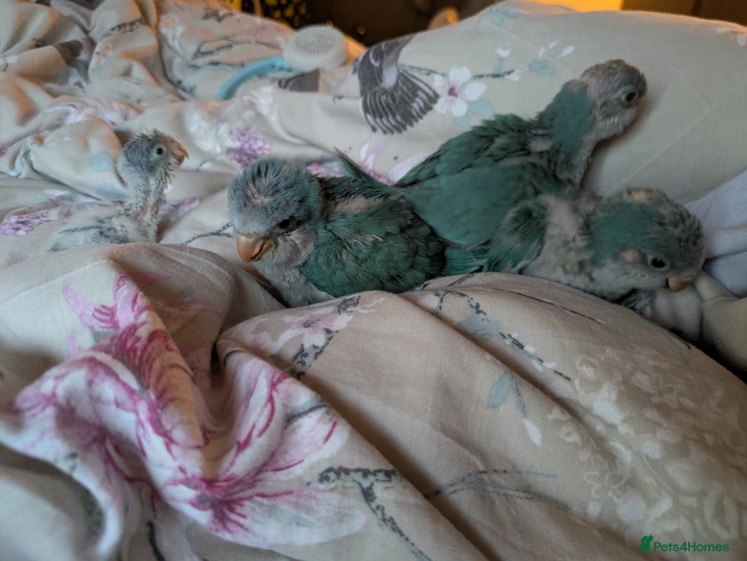 Parakeets birds for sale: Baby Quaker parrots boys and girls available  - Image 13