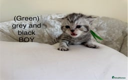 Scottish Fold cats for sale: Scottish fold/ Scottish striaght BSH kittens  - Image 24