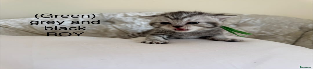 Scottish Fold Kitten 2