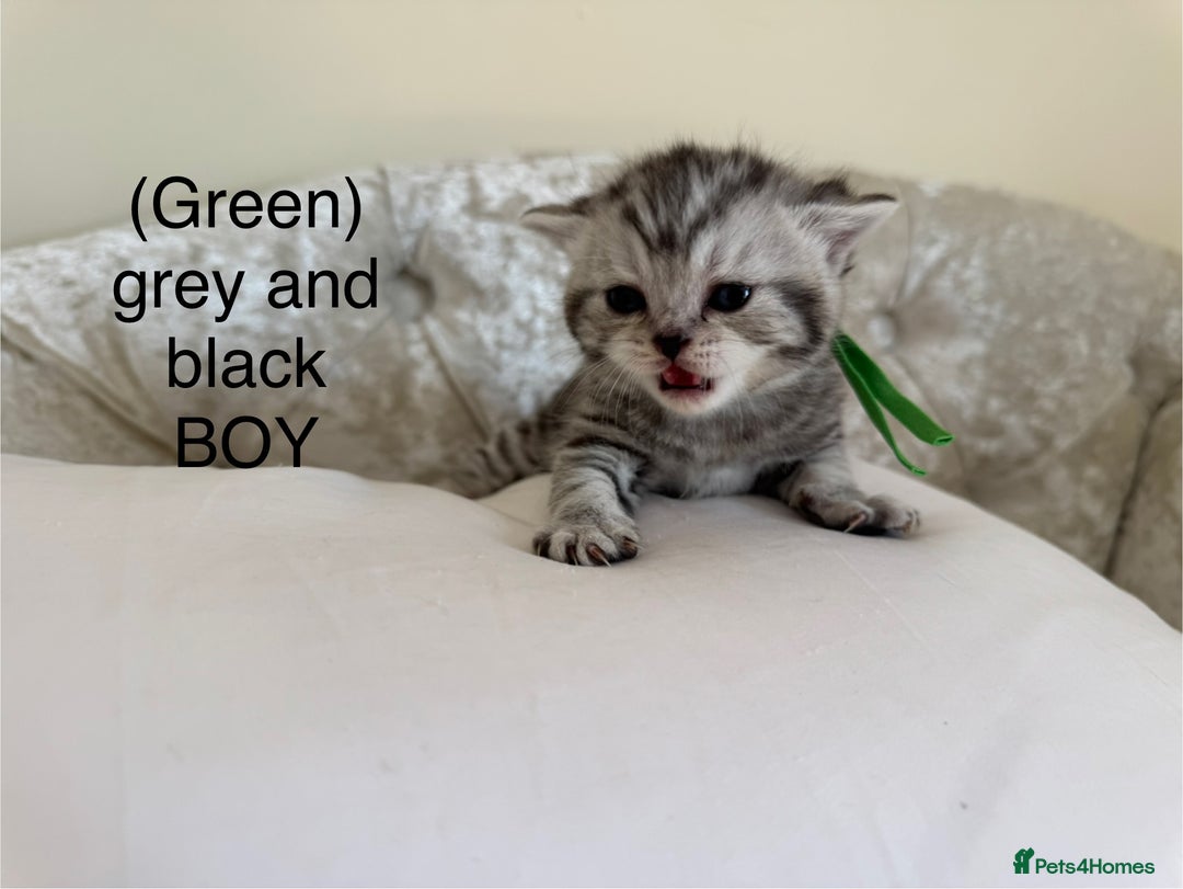 Scottish Fold cats for sale: Scottish fold/ Scottish striaght BSH kittens  - Image 24