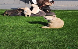 Chihuahua dogs for sale: 🐾Adorable Chihuahua Puppies Need 4ever Homes🐾 - Image 16