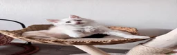 Maine Coon cats for sale:     🌟🌟Amazing Kittens Maine Coon 🌟🌟 - Advert 21