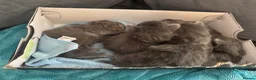 Ragdoll cats for sale: Ragdoll/Nebelung kittens - Advert 9