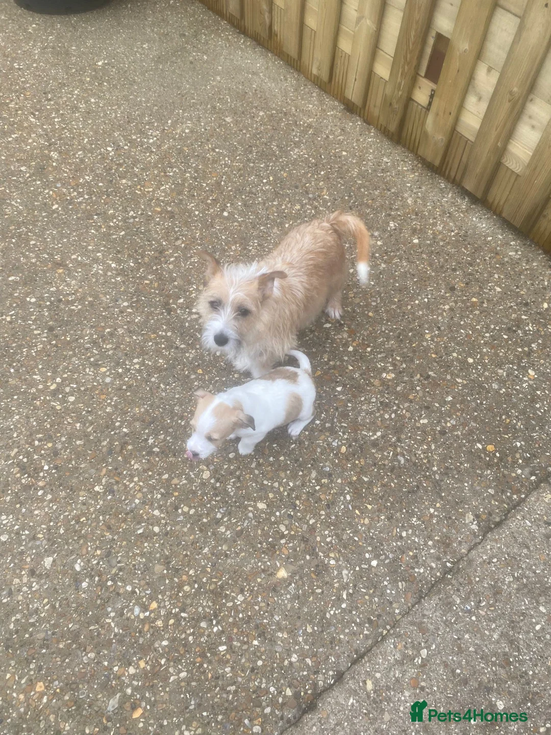 Jack Russell dogs for sale: Jack russle boy puppy  - Advert 1