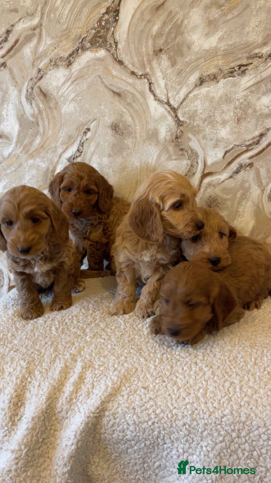 Cockapoo dogs for sale: Cockapoo puppies 🐾  - Image 9