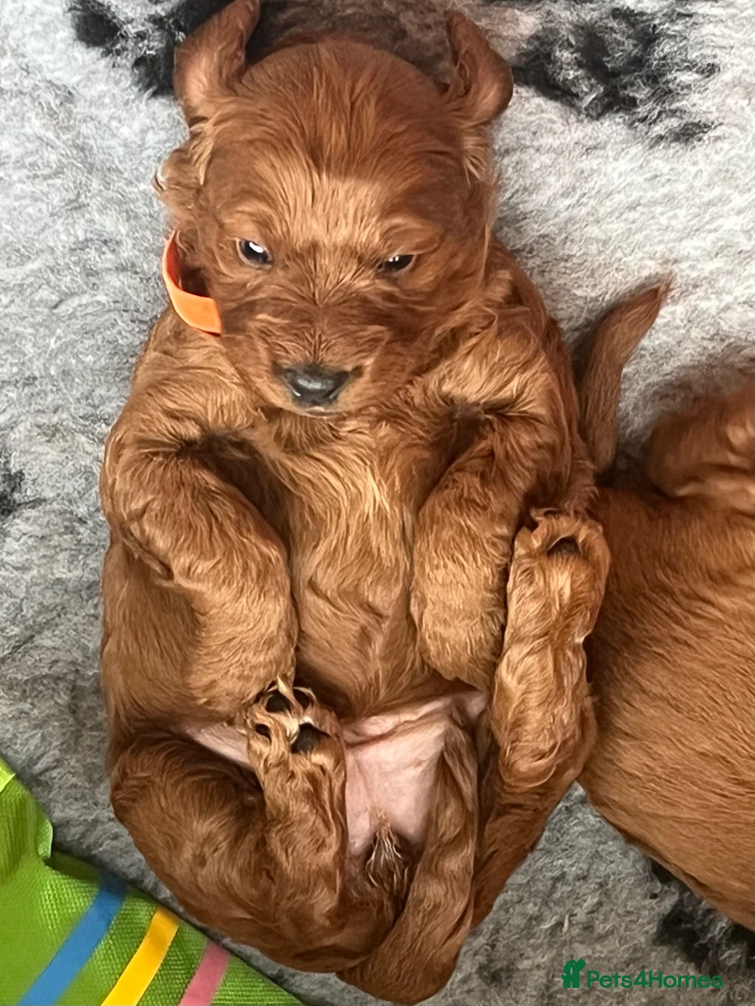 Irish Doodle dogs for sale: Beautiful Irish doodle puppies  - Advert 2