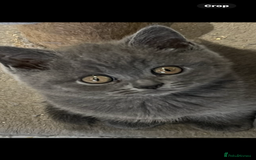 British Shorthair cats for sale: Stunning pure British shorthaired kittens - Image 2