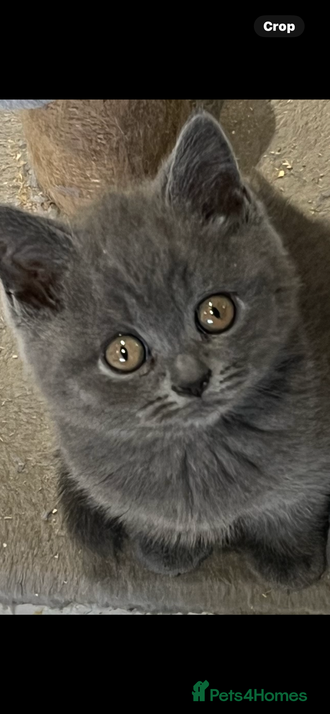 British Shorthair cats for sale: Stunning pure British shorthaired kittens - Image 2