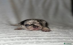 French Bulldog dogs for sale: Frenchie litter - Image 9