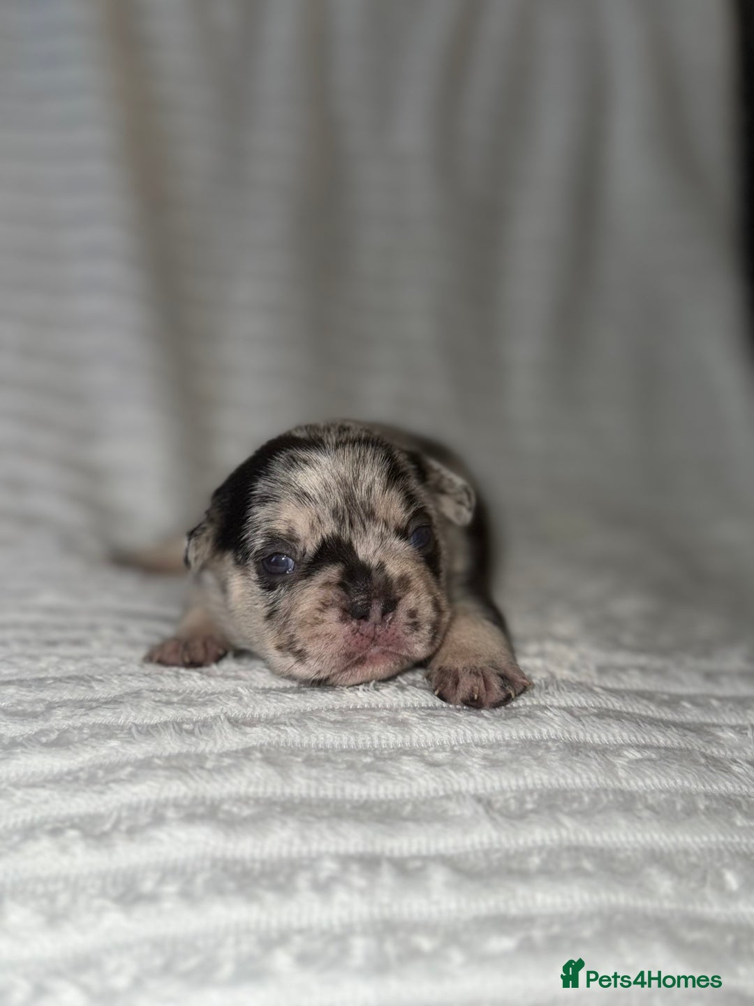 French Bulldog dogs for sale: Frenchie litter - Image 9