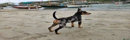 Miniature Pinscher dogs for sale: Miniature Pincher Female - Advert 3