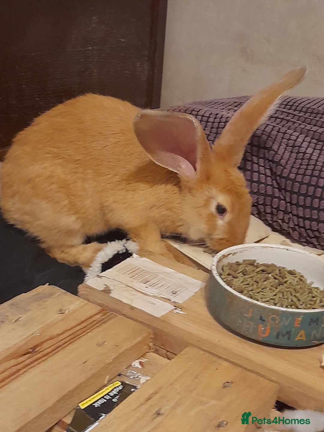 Continental Giant rabbits for sale: Continental rabbit  - Advert 9