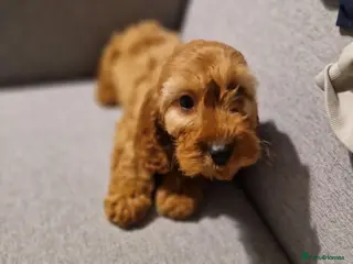 Cavapoo dogs Beautiful cavapoo puppies in St Albans - Advert 6