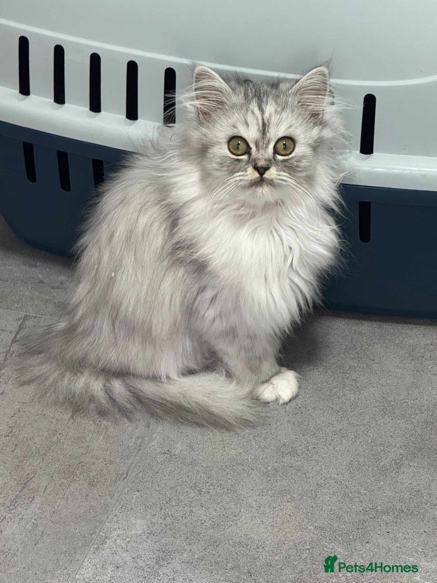 Persian cats Beautiful long haired Persian Kittens - Advert 2