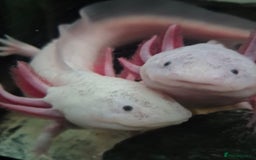Axolotl reptiles for sale: 10 Axolotls eggs for sale  - Image 2