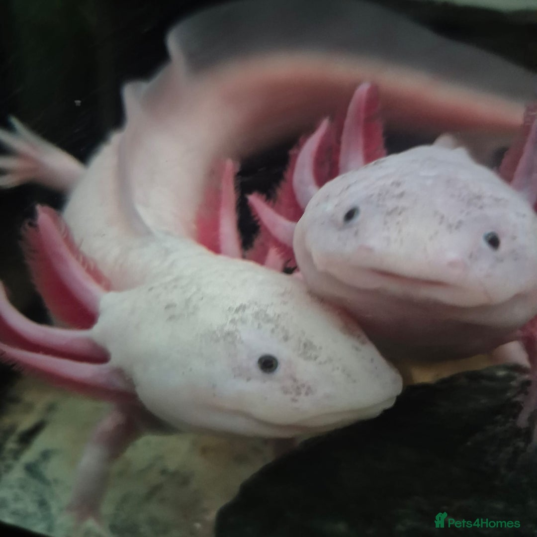 Axolotl reptiles for sale: 10 Axolotls eggs for sale  - Image 2