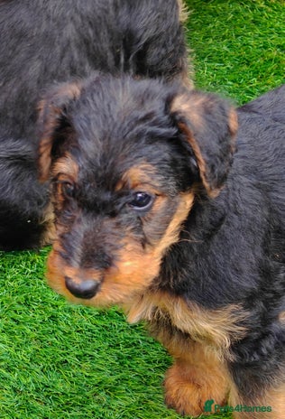 Airedale Terrier dogs - Advert 2