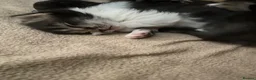 Mixed Breed cats for sale: 2 Adorable kittens - Advert 4