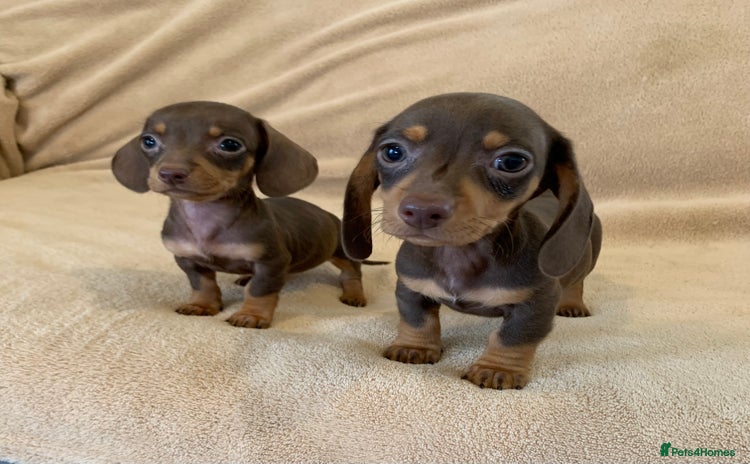 Dachshund dogs - Advert 5
