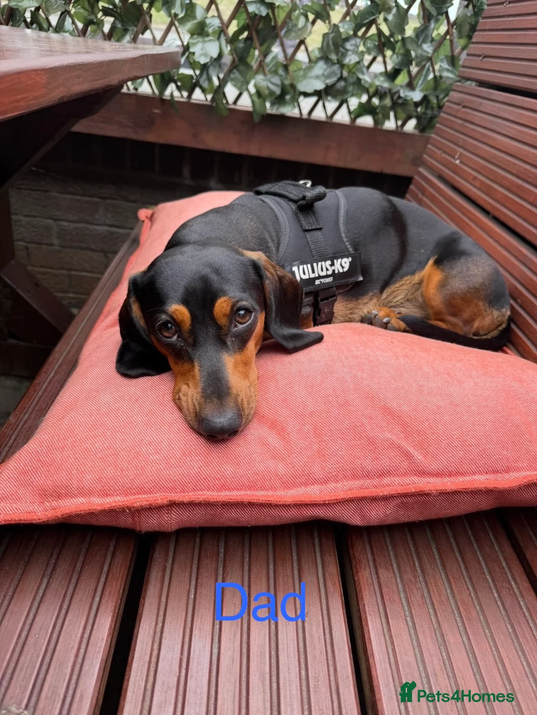 Miniature Dachshund dogs for sale: Miniature Dachshund Puppies - Advert 35