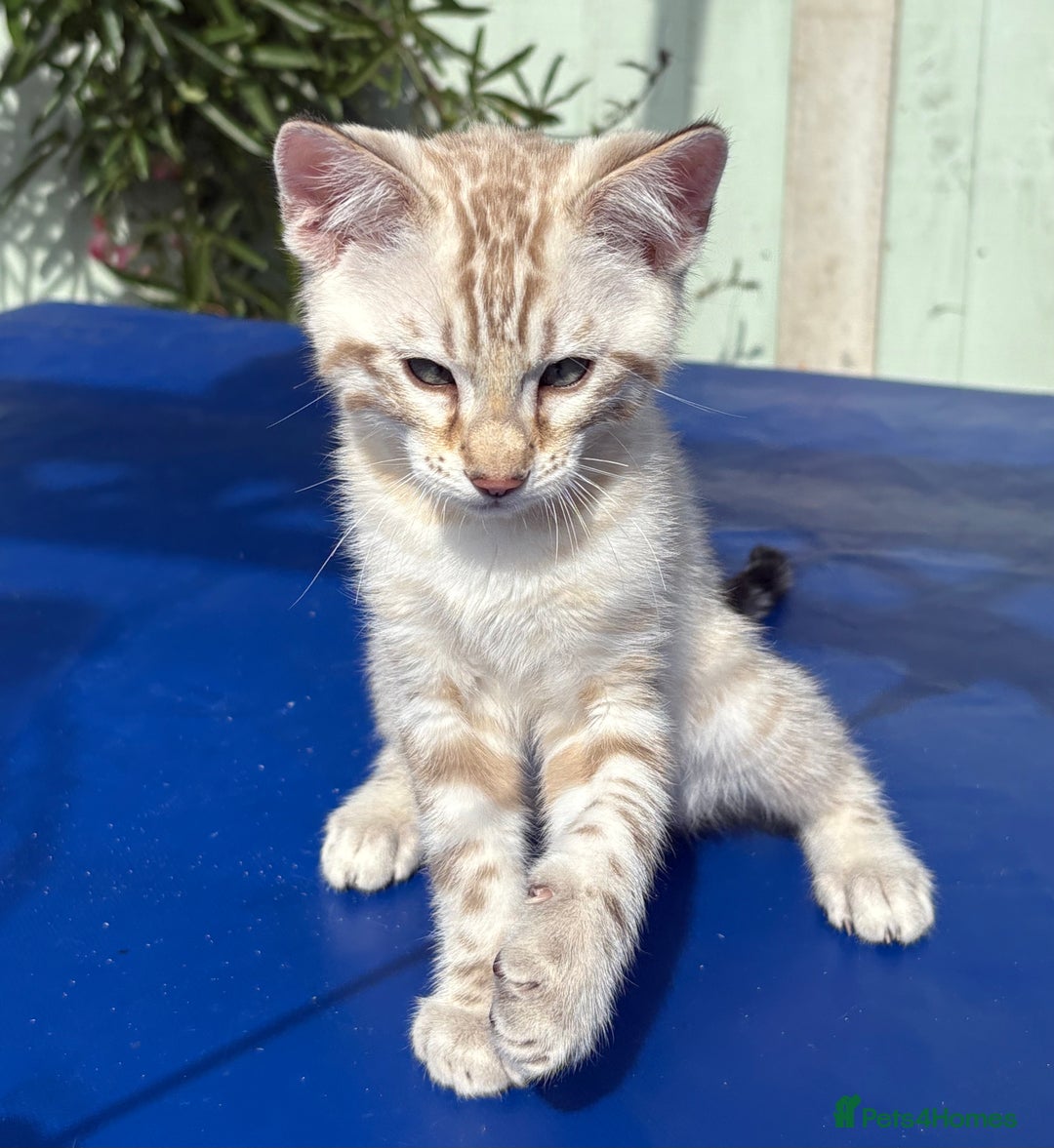 Savannah cats for sale: Superb snow leopard boys - Image 7