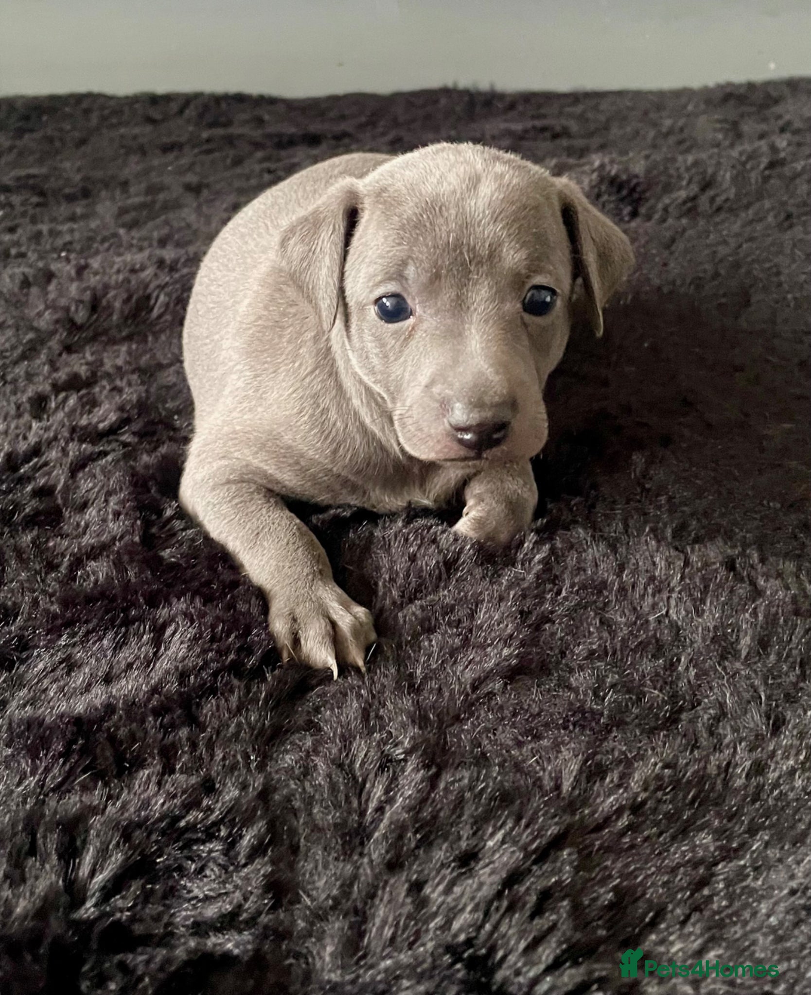 Italian Greyhound dogs Italian greyhound males only - Advert 2