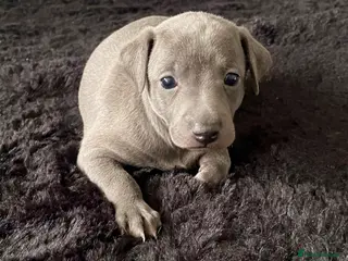 Italian Greyhound dogs Italian greyhound males only - Advert 2