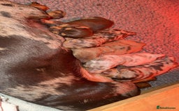 Miniature Dachshund dogs for sale: 3 Miniture dachshunds for sale  - Image 9