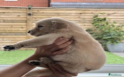 Golden Retriever dogs for sale: Golden Retriever Puppies. Health tested parents. - Image 23