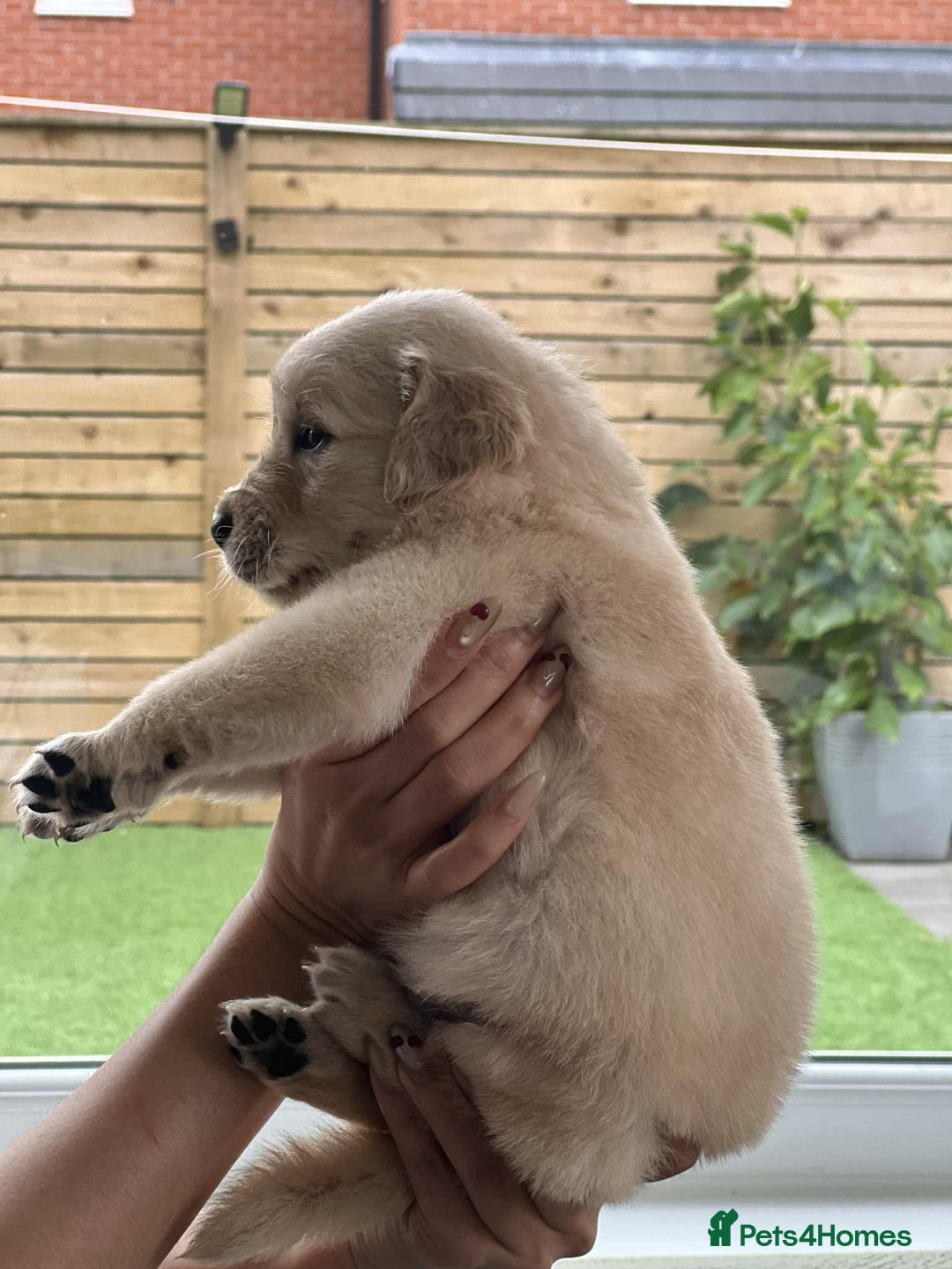 Golden Retriever dogs for sale: Golden Retriever Puppies. Health tested parents. - Image 23