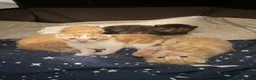Mixed Breed cats for sale: Adorable little kittens. Mixed breed.  - Advert 1