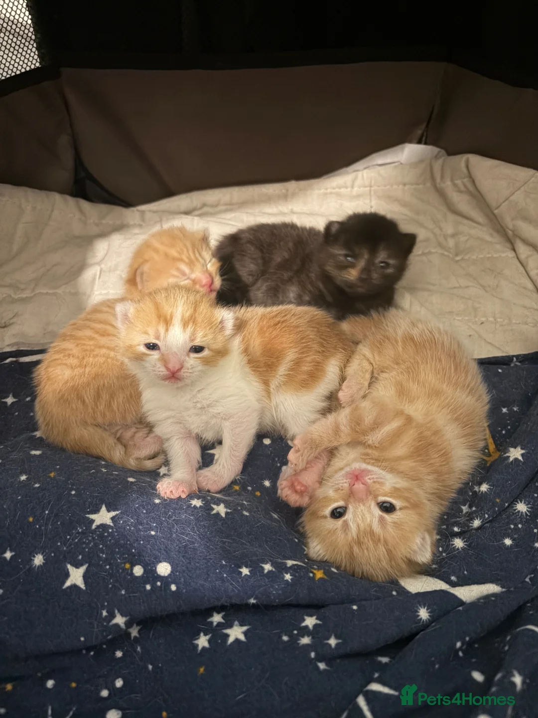Mixed Breed cats for sale: Adorable little kittens. Mixed breed.  - Advert 1