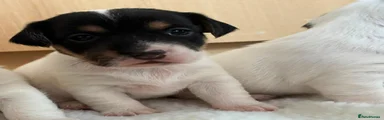 Jack Russell 3