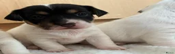 Jack Russell dogs for sale: Beautiful Jack Russel puppies for sale  - Advert 3